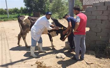 تحصين 160 ألف رأس ماشية ضد الجلد العقدي في بني سويف 