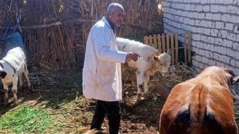 "بيطري المنيا": تحصين 195 ألف رأس ماشية ضد أمراض الجلد العقدي والجدري 