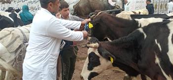 تحصين أكثر من 253 ألف رأس ماشية ضد الأمراض الوبائية بالشرقية 