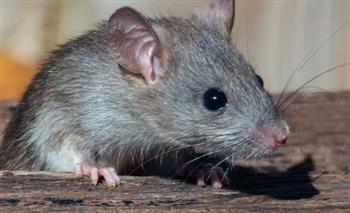 الفئران تلتهم الماريجوانا المحفوظة كدليل في مركز للشرطة الأمريكية