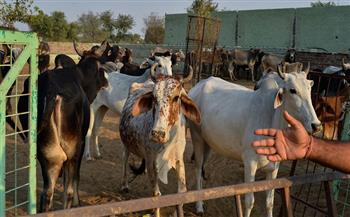 نفوق المئات من الأغنام والأبقار في ليبيا بعد انتشار الحمى القلاعية