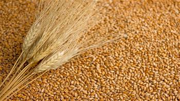 خمس دول أوروبية تطالب بتقييد واردات الحبوب من روسيا وبيلاروس