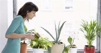 7 أخطاء ترتكبيها عند تزيين بيتك بالنباتات..  منها إهمال تنظيفها