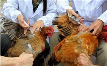 محافظ كفر الشيخ: تحصين الطيور ضد الأمراض الوبائية أداة مهمة للحماية من الفيروسات