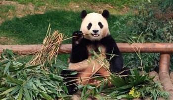 حفل تأبيين في كوريا الجنوبية لتوديع الباندا المحبوب «فو باو» (فيديو)
