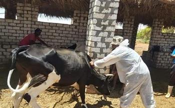 تحصين 21 ألف رأس ماشية ضد الحمى القلاعية والوادي المتصدع في بني سويف