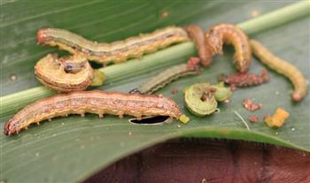 حشرات غريبة تتسبب في القضاء على مليارات الأرطال من المحاصيل