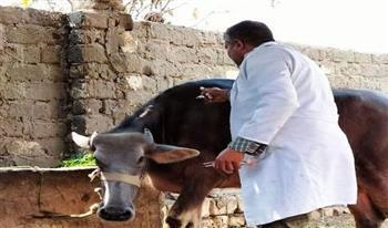 تحصين 230 ألف رأس ماشية ضد الأمراض الوبائية بالشرقية 