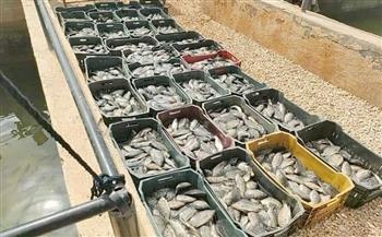 افتتاح الصيد بمزرعة "أم شيحان" السمكية بمدينة الحسنة في شمال سيناء