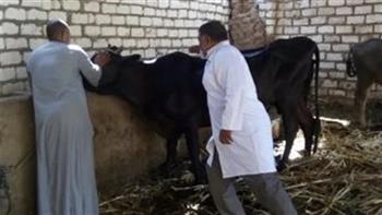 "بيطري الغربية": تحصين 149 ألف رأس ماشية ضد الأمراض الوبائية حتى الآن