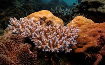 السلطات الأسترالية تحذر من تعرض الحيد المرجاني العظيم لحادث ابيضاض