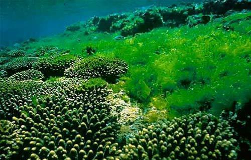 «علوم البحار»: إنتاج البلاستيك الحيوي من الطحالب استثمار واعد اقتصاديا وصناعيا 