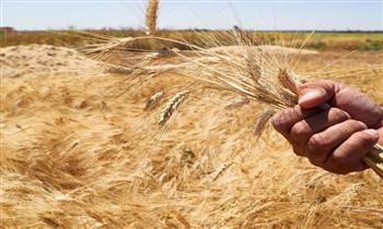 موسم القمح 2024.. «المحاصيل الحقلية» يوضح مساحة المحصول والأصناف هذا العام