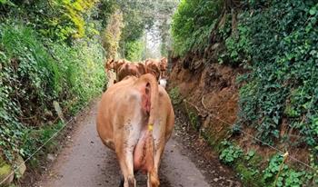 بعد جولة للتنزه.. أبقار هاربة من المزرعة تُسلم نفسها للجهات المختصة