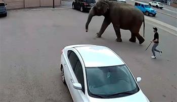 فيديو.. فيل يهرب من السيرك ويتجوّل بفرح في الشوارع المزدحمة