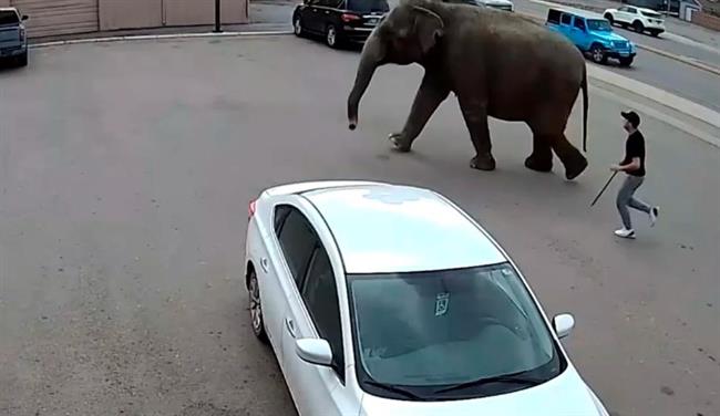 فيديو.. فيل يهرب من السيرك ويتجوّل بفرح في الشوارع المزدحمة