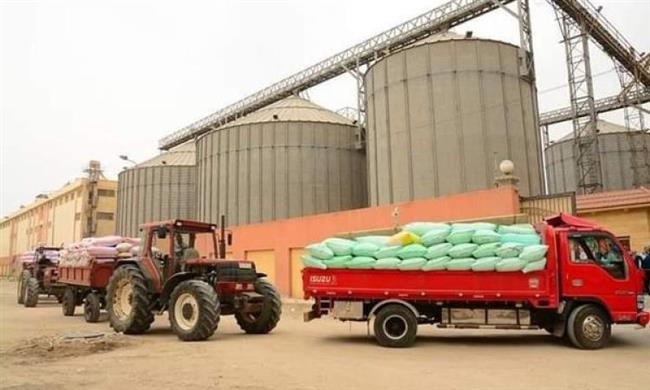 شون وصوامع المحافظات تواصل استقبال أطنان القمح من المزارعين