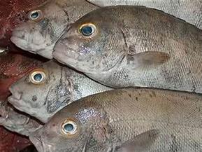 انخفاض أسعار الأسماك بمنتصف تعاملات اليوم