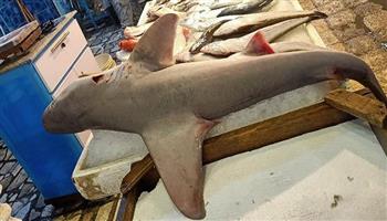 طرح سمك القرش في سوق العبور.. والسعر مفاجأة (فيديو)