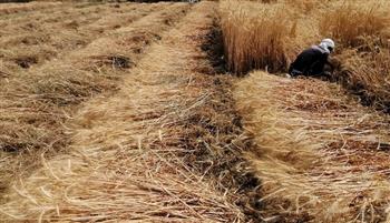 «المركزية لمكافحة الآفات» تتابع حصاد القمح والمحاصيل الاستراتيجية بدمياط