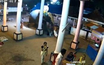 بالفيديو.. فيل يدهس رجل هندي أثناء احتفال ديني