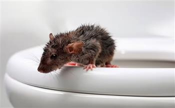 رجل يتعرض لخطر قاتل بسبب فأر خرج له من المرحاض