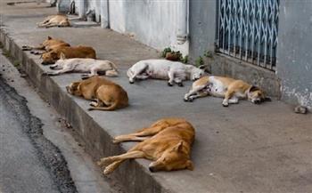 عقوبات صارمة تنتظر المتهم بقتل 30 كلبًا في حدائق الاهرام | خاص