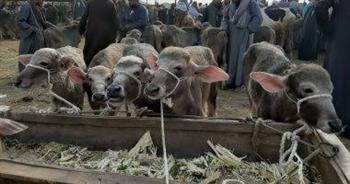 في موسم عيد الأضحى.. تعرف على أسعار الماشية الحية اليوم الأحد 12-5-2024
