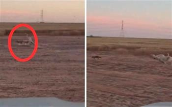 فيديو.. مطاردة مثيرة بين كلاب صيد وكلب صحراء تنتهي بمفاجأة