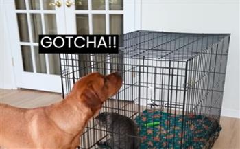 كلب يتعلم إغلاق القفص وينفذ مقلبًا طريفًا في صديقته القطة (فيديو)