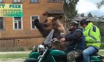 فقط في روسيا.. دب مرح يستمتع برحلة على دراجة نارية (فيديو)
