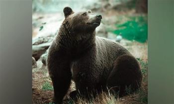 إيطاليا.. قرار جديد بخصوص الدبة القاتلة بعد منع إعدامها