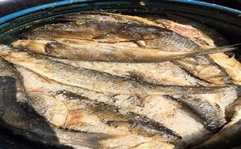 ضبط 6890 كيلو أسماك مملحة غير صالحة بكفر الشيخ 