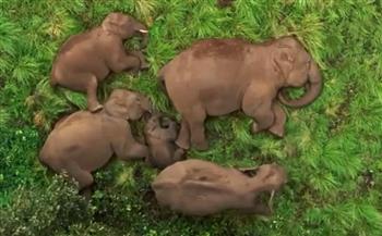 قيلولة عائلية لأسرة من الفيلة وتصرف عاطفي مع أصغرهم يقلب الإنترنت (فيديو)