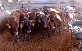  أسعار الماشية الحية اليوم 21-5-2024