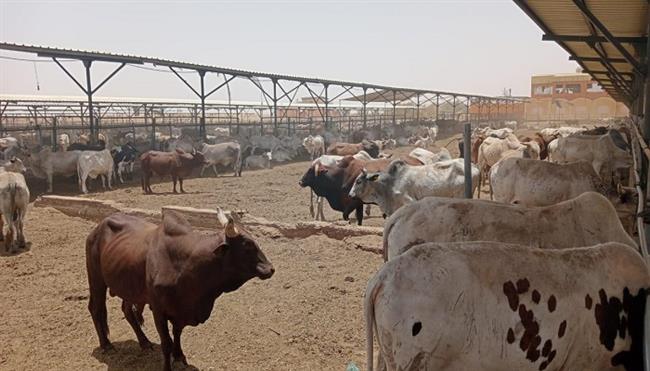 قبل عيد الأضحى.. تعرف على دورة استقبال الماشية من السودان