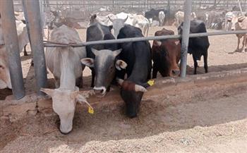 «التموين»: طرح 20 ألف رأس ماشية خلال عيد الأضحى بمنافذ التوزيع