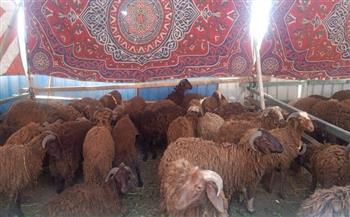 «الصناعات الغذائية»: إنشاء 26 شادرًا لبيع الخراف الحية في 16 محافظة