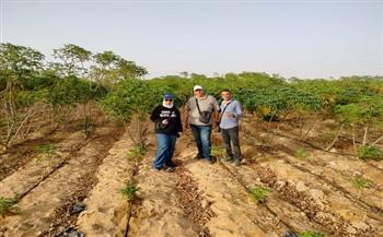"بحوث الصحراء" ينجح في زراعة نبات الكاسافا بالوادي الجديد لخفض الفجوة من القمح