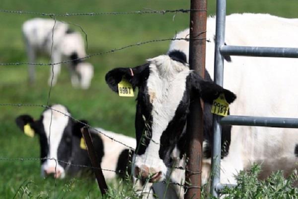 كندا تشدد قيود استيراد الماشية الأمريكية.. والسبب؟