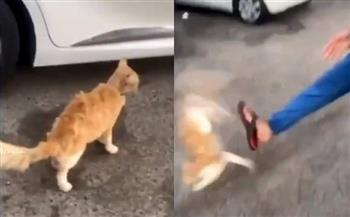 بعد تداول الفيديو.. الكشف عن ملابسات تعدي شخص بالضرب على «قطة» 