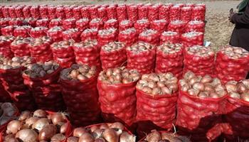 الوقت المناسب لتخزين البصل.. تاجر بسوق العبور: انخفاض الأسعار عن العام الماضي (فيديو)