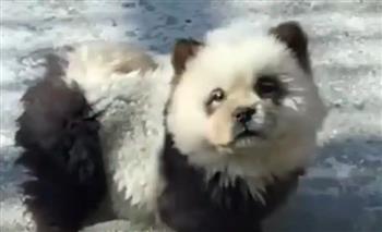 فيديو.. حديقة حيوان صينية تصبغ الكلاب لتبدو مثل الباندا 