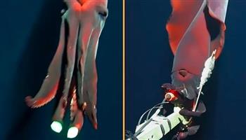 فيديو.. لقطات نادرة لأخطبوط يهاجم كاميرا في أعماق البحار