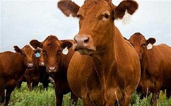 البقري 180 جنيها..  أسعار الماشية الحية اليوم الاثنين 10-6-2024
