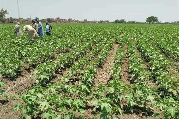 وكيل «زراعة الوادي الجديد» يتابع نسبة عملية إنبات محصول القطن 