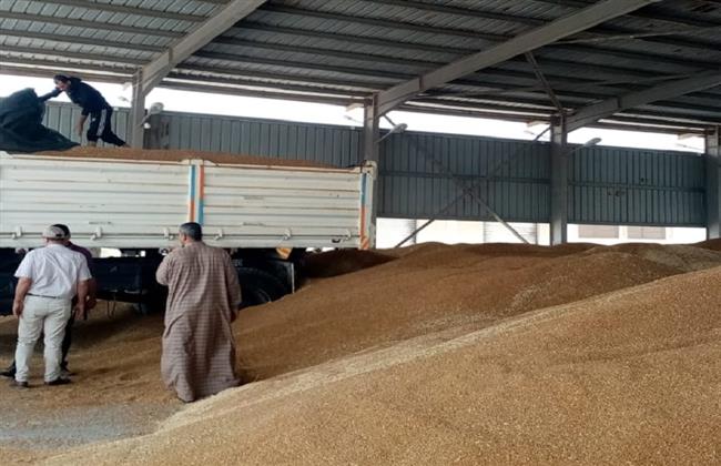 محافظة الغربية: إجمالي كمية القمح الموردة حتى الآن بلغت 190 ألف طن