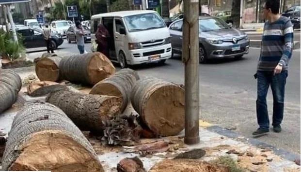 محافظة الإسكندرية تنفي ما تم تداوله بشأن قطع أشجار منطقة سبورتنج