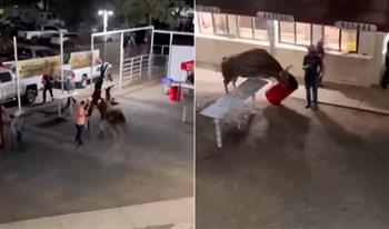 مسابقات رعاة البقر.. ثور يخرج عن السيطرة ويثير الذعر بين الجميع (فيديو)