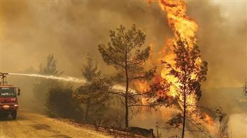 خمسة قتلى وعشرات الجرحى بحرائق غابات جنوب شرق تركيا